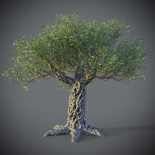 XfrogPlants Olive - Olea Europaea 3D model