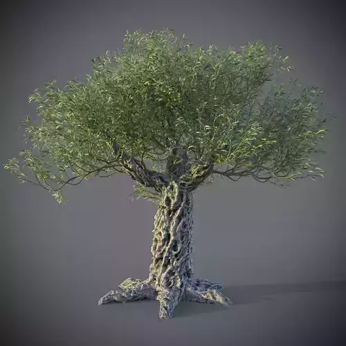 XfrogPlants Olive - Olea Europaea 3D model
