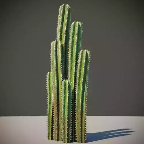 XfrogPlants Mexican Fence Post - Pachycereus Marginatus 3D model