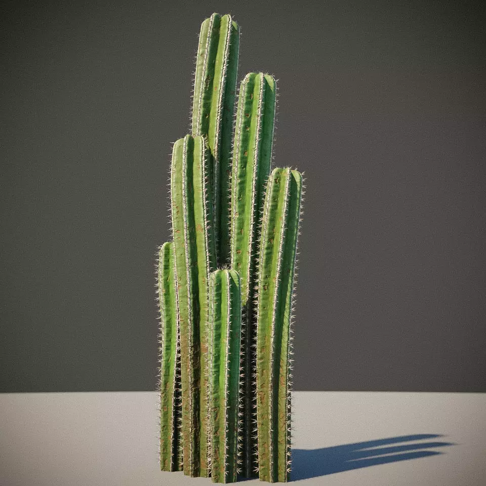 XfrogPlants Mexican Fence Post - Pachycereus Marginatus 3D model_0