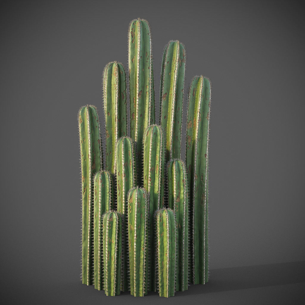 XfrogPlants Mexican Fence Post - Pachycereus Marginatus 3D model_4