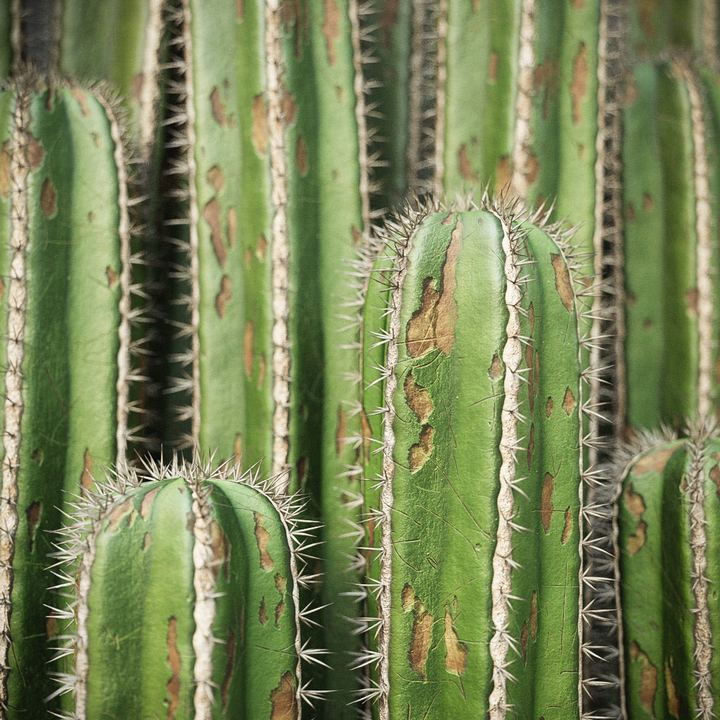 XfrogPlants Mexican Fence Post - Pachycereus Marginatus 3D model_6