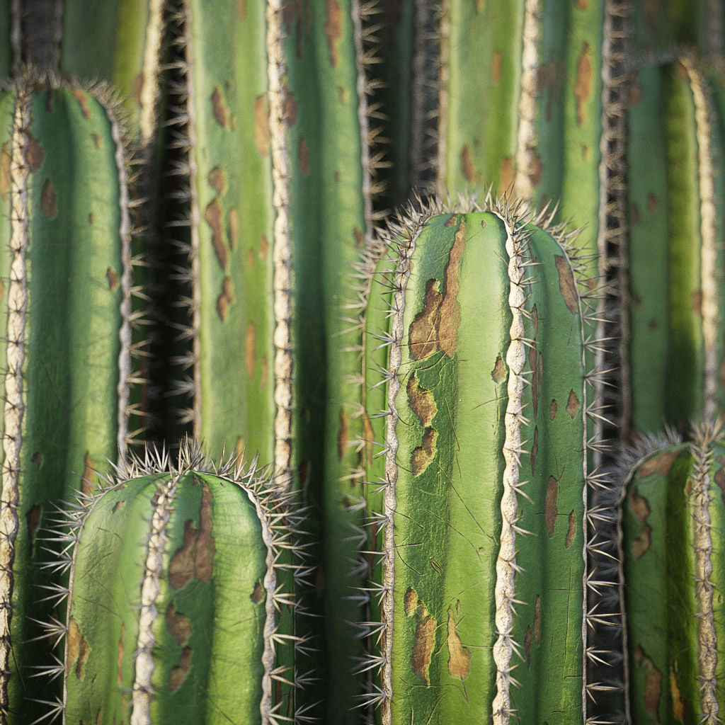 XfrogPlants Mexican Fence Post - Pachycereus Marginatus 3D model_5