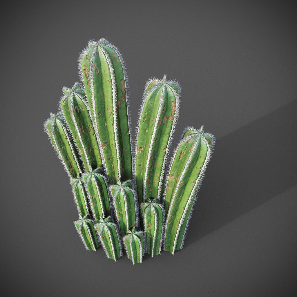 XfrogPlants Mexican Fence Post - Pachycereus Marginatus 3D model_7