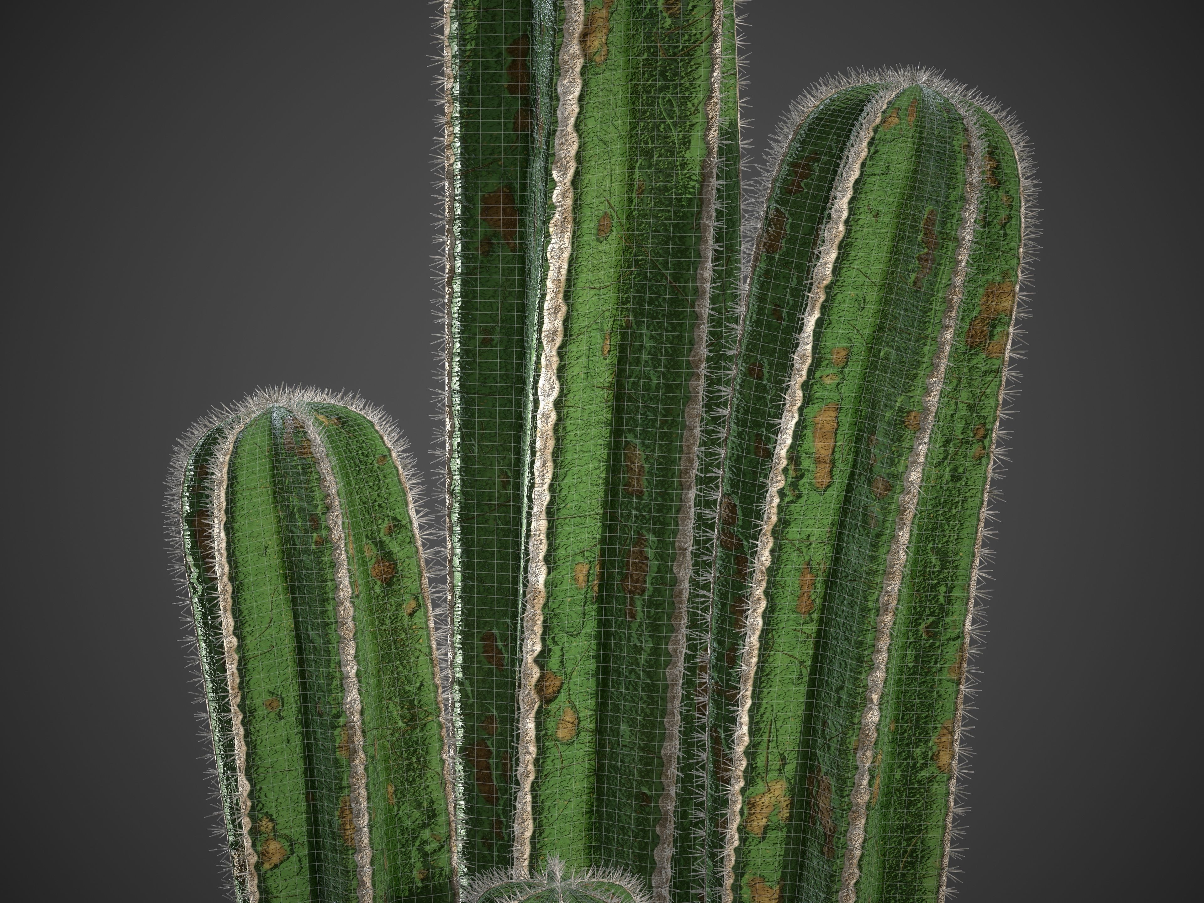 XfrogPlants Mexican Fence Post - Pachycereus Marginatus 3D model_9