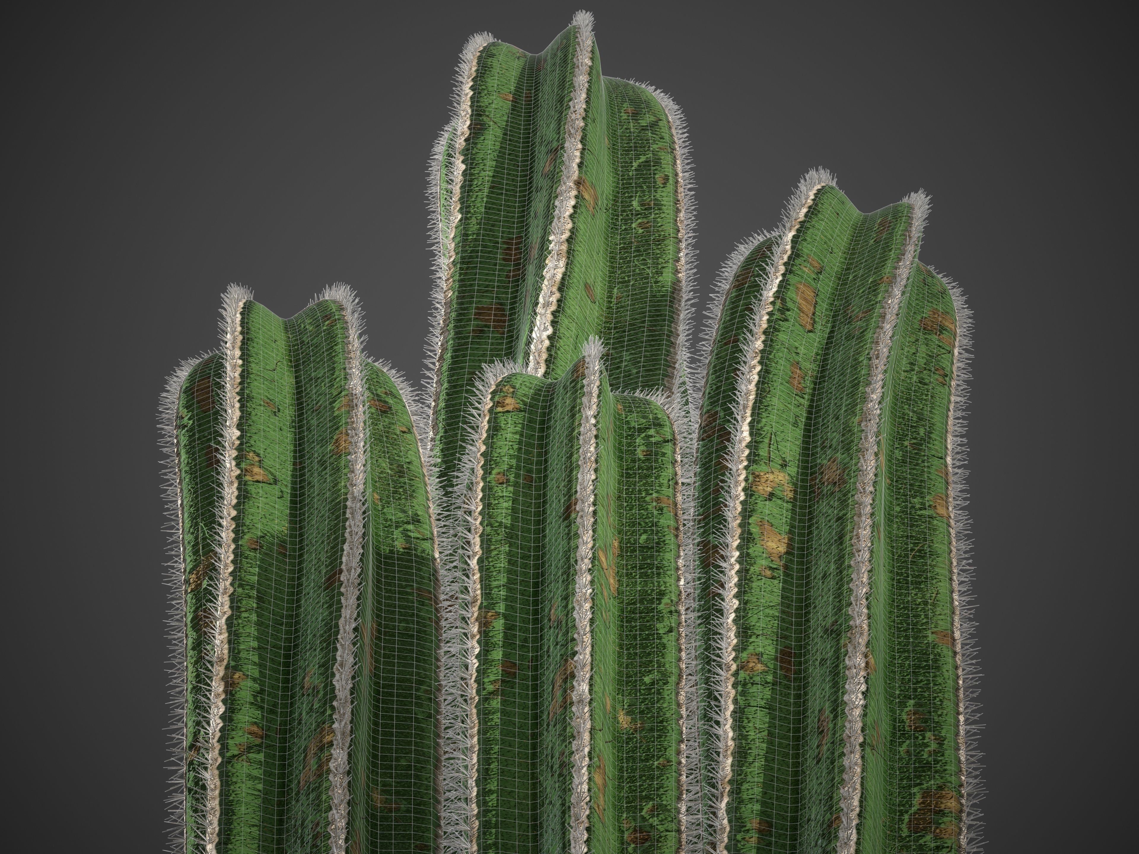 XfrogPlants Mexican Fence Post - Pachycereus Marginatus 3D model_10