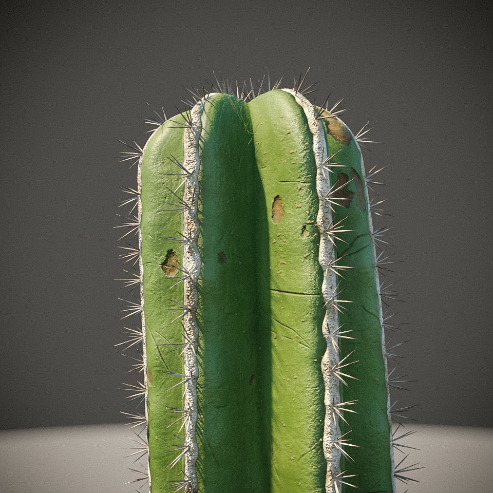 XfrogPlants Mexican Fence Post - Pachycereus Marginatus 3D model_3
