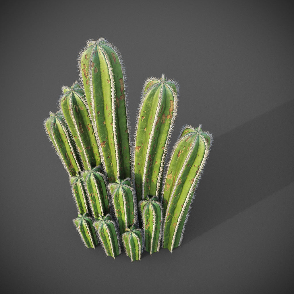 XfrogPlants Mexican Fence Post - Pachycereus Marginatus 3D model_8