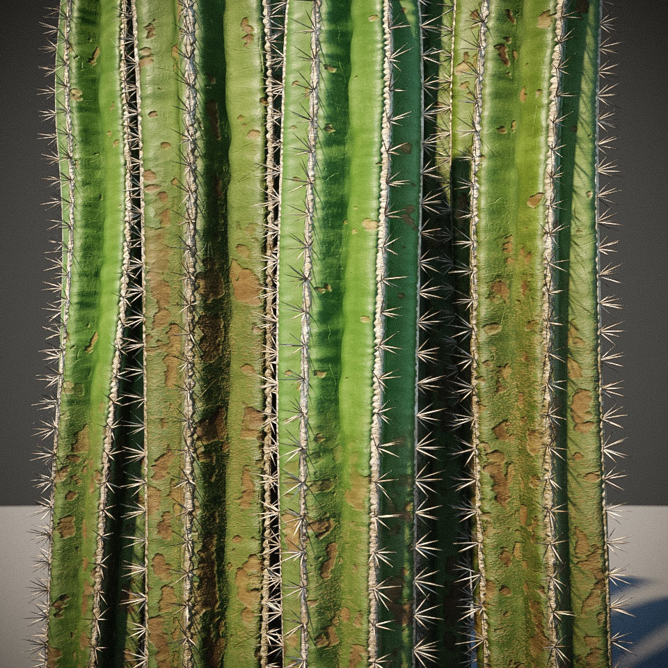 XfrogPlants Mexican Fence Post - Pachycereus Marginatus 3D model_2