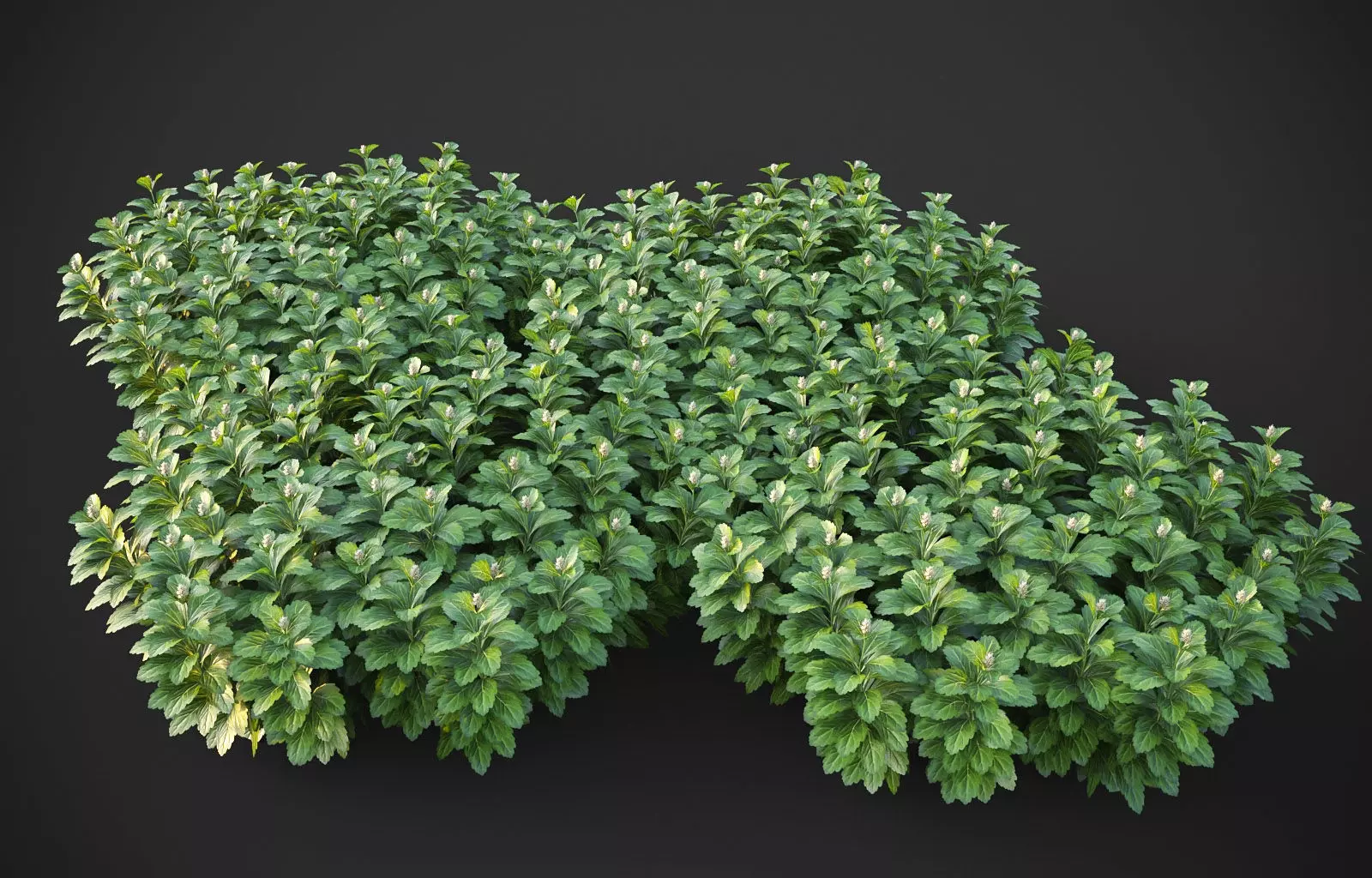 XfrogPlants Japanese Pachysandra - Pachysandra Terminalis 3D model