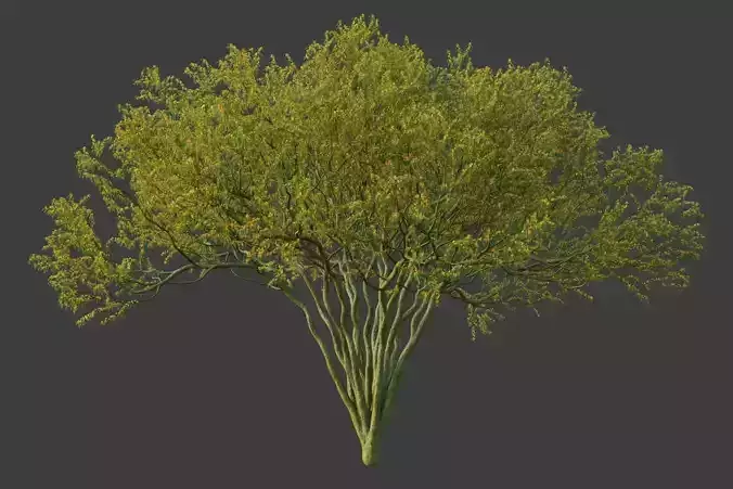XfrogPlants Palo Blue Verde - Parkinsonia Florida 3D model