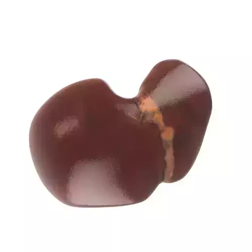 Human liver Low-poly 3D model