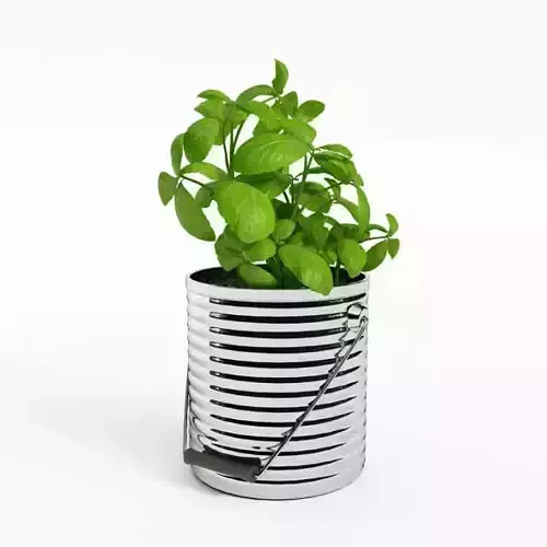 Green Potted Plant