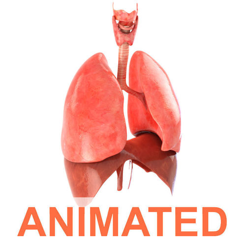 Lungs animated Low-poly 3D model