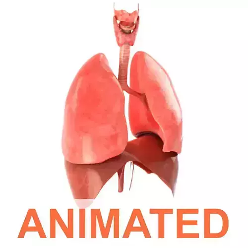 Lungs animated Low-poly 3D model