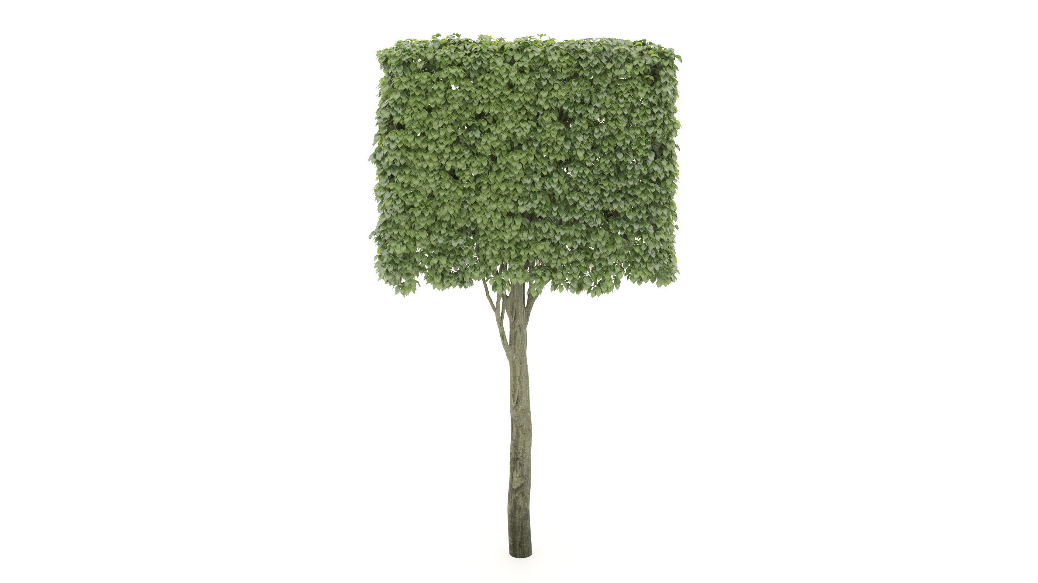 Shaped tree 3D model_3