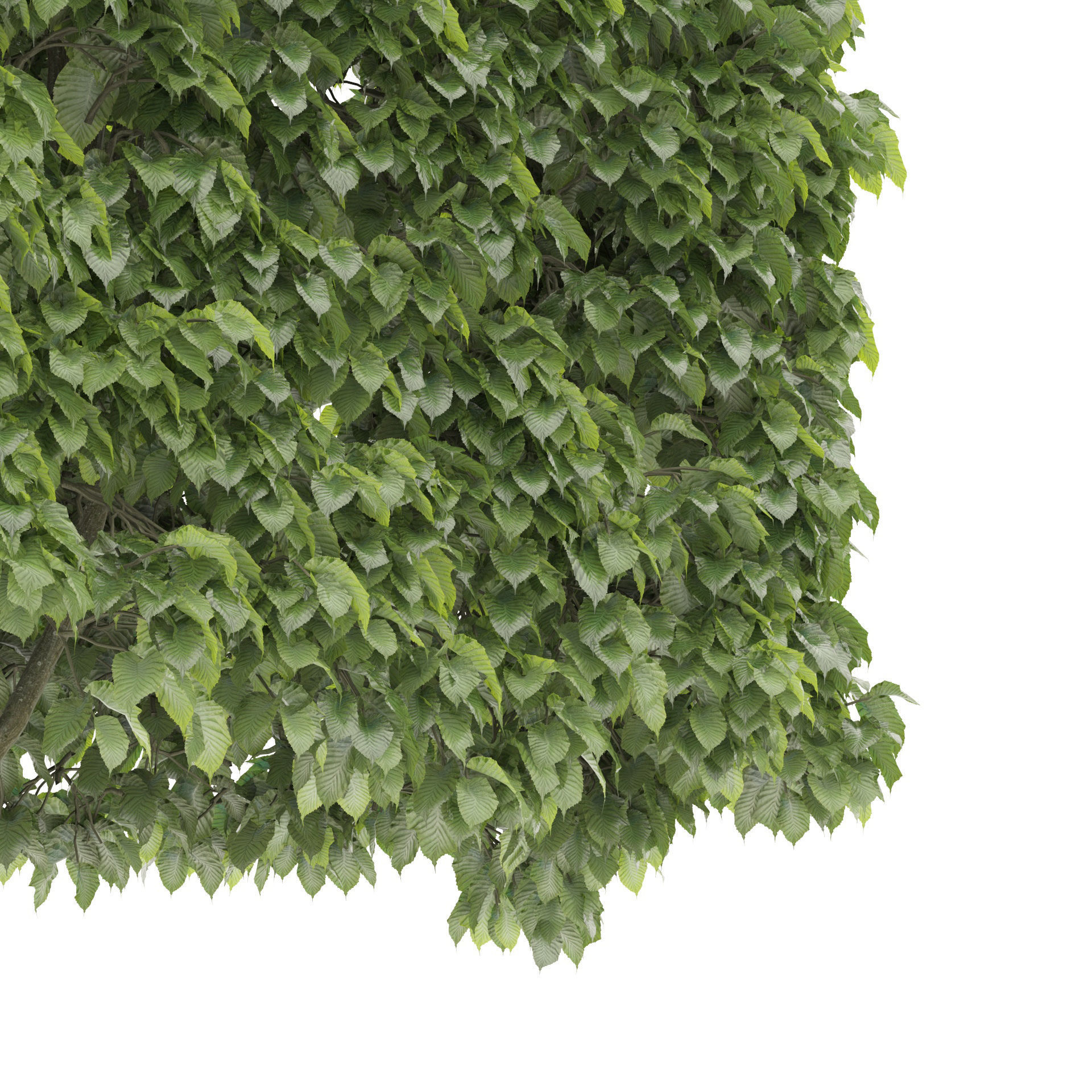 Shaped tree 3D model_2