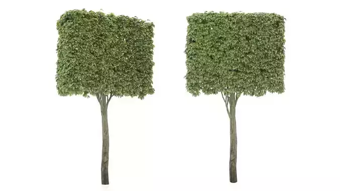 Shaped tree 3D model