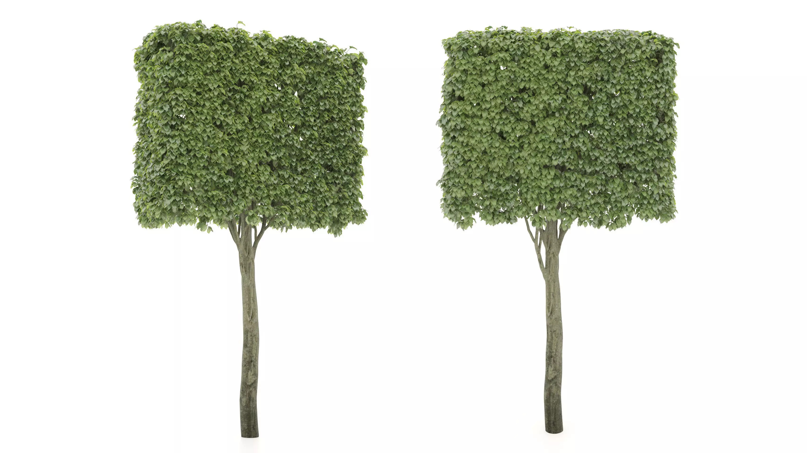 Shaped tree 3D model_0