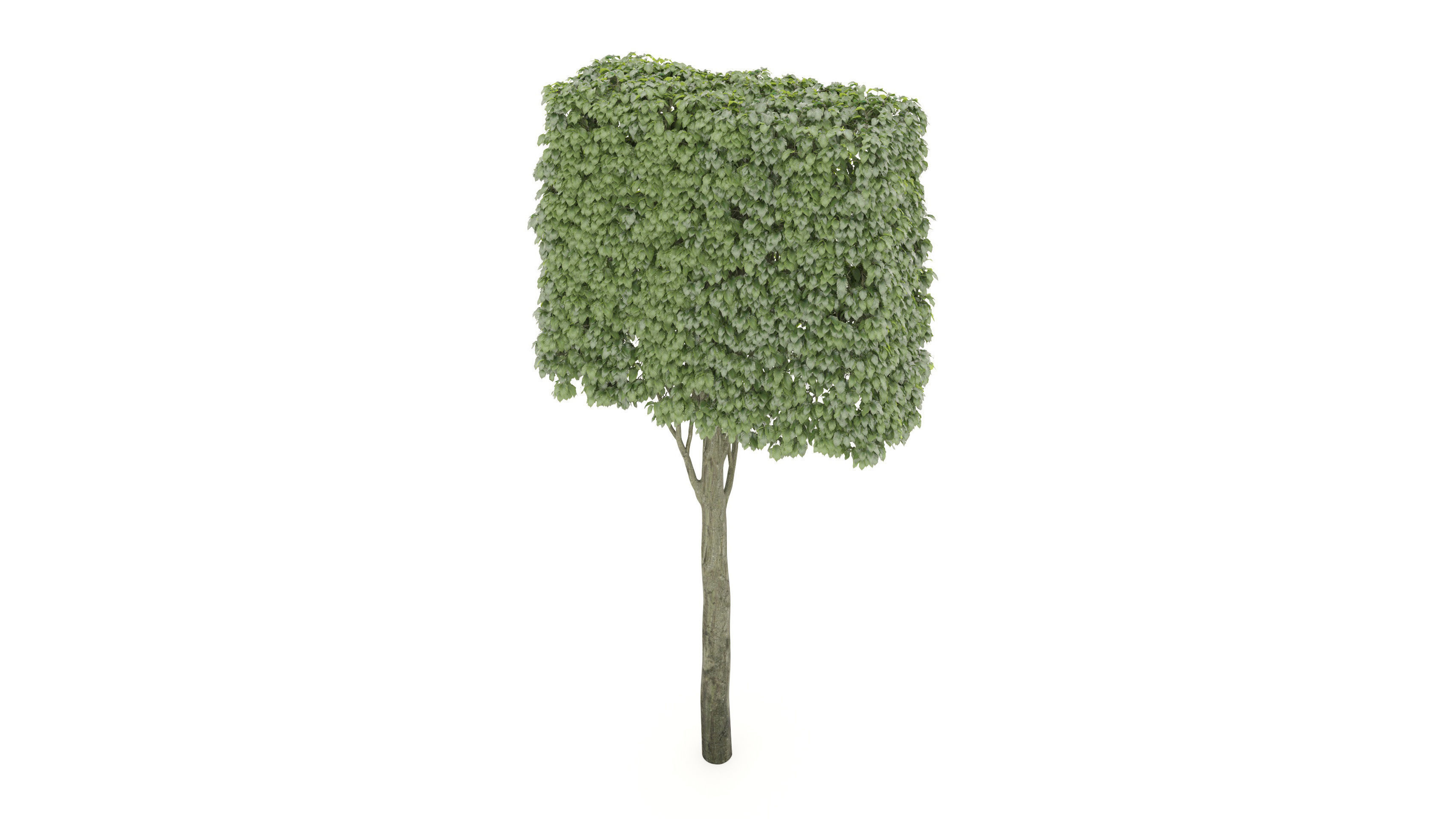 Shaped tree 3D model_4