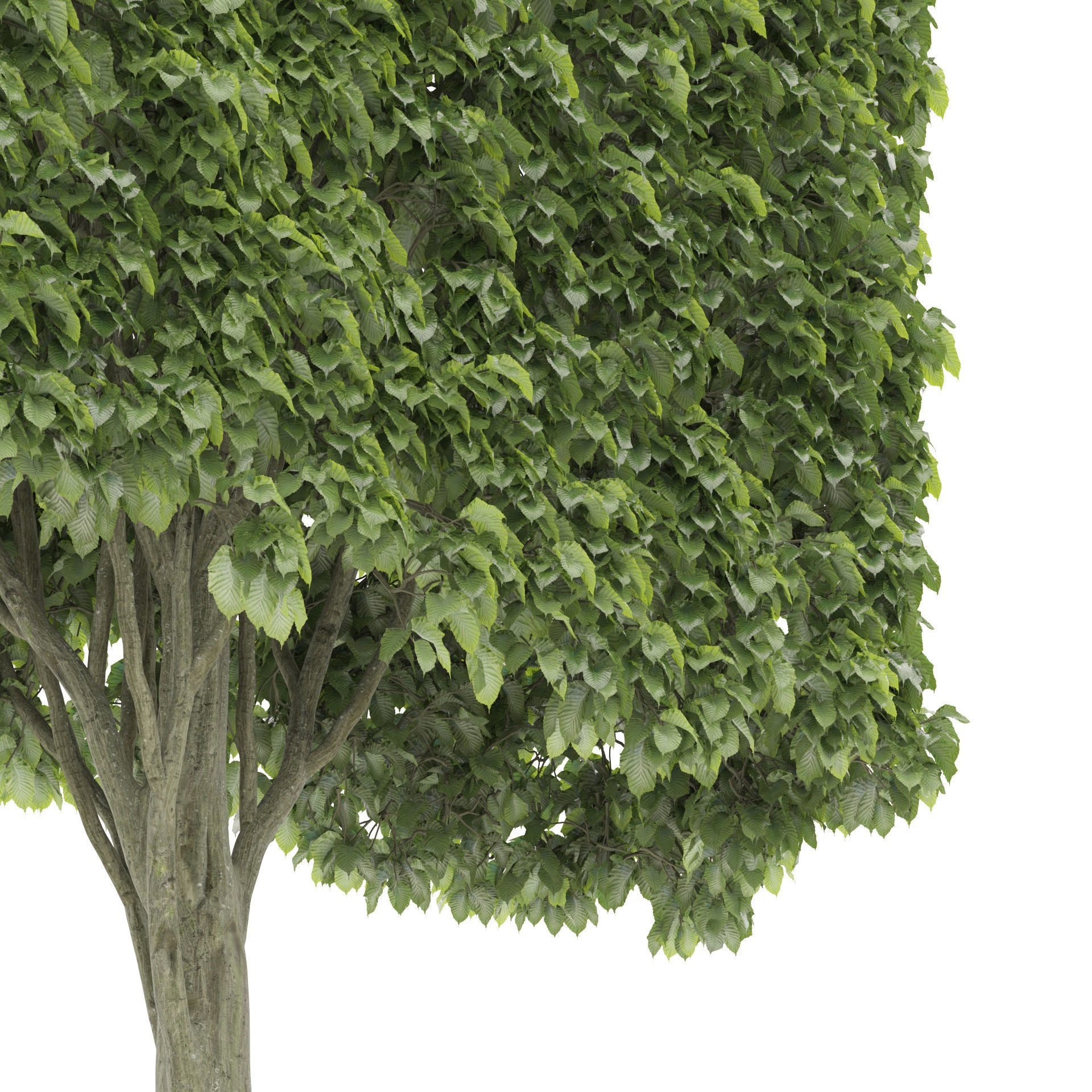 Shaped tree 3D model_1