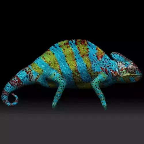 Chameleon colored