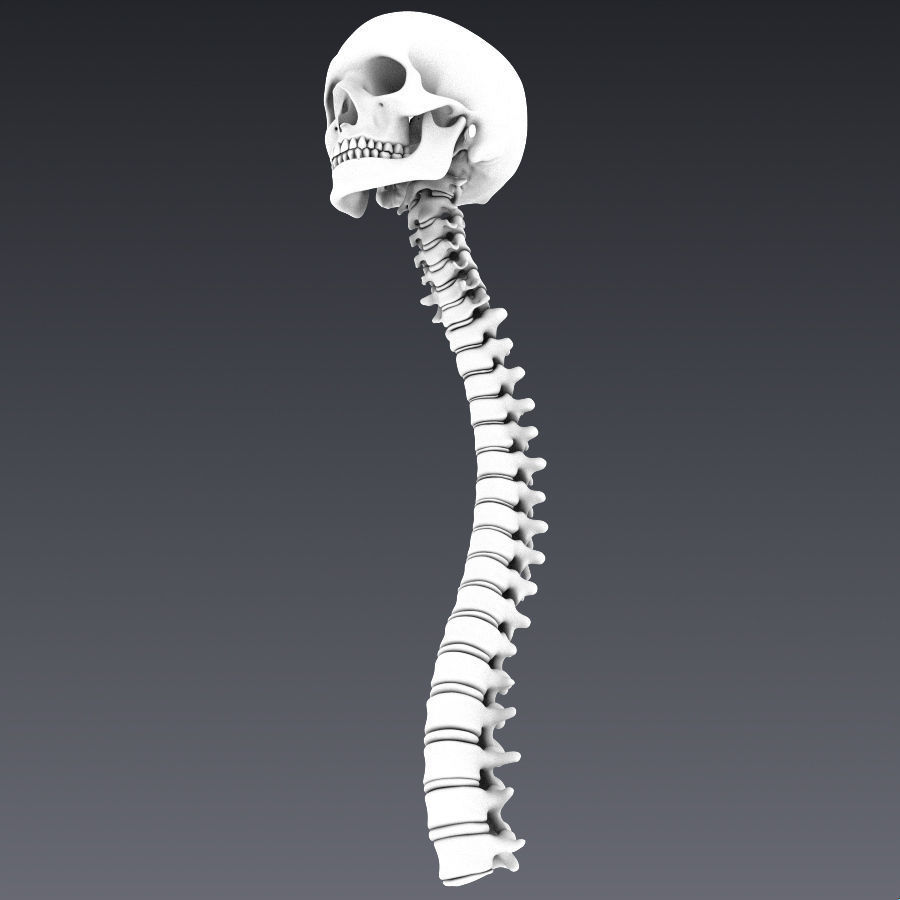Human skeleton rigged Low-poly 3D model_18