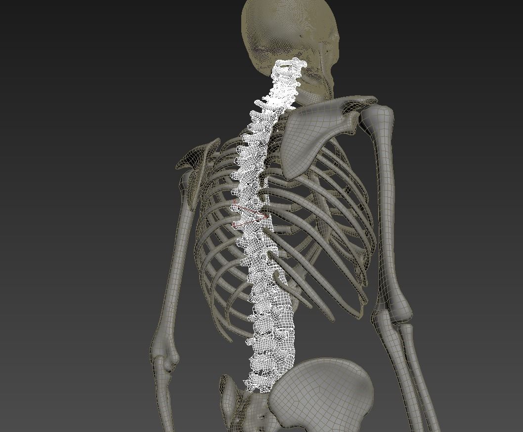 Human skeleton rigged Low-poly 3D model_29