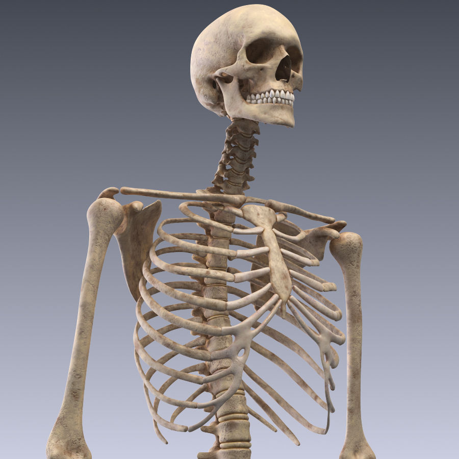 Human skeleton rigged Low-poly 3D model_3