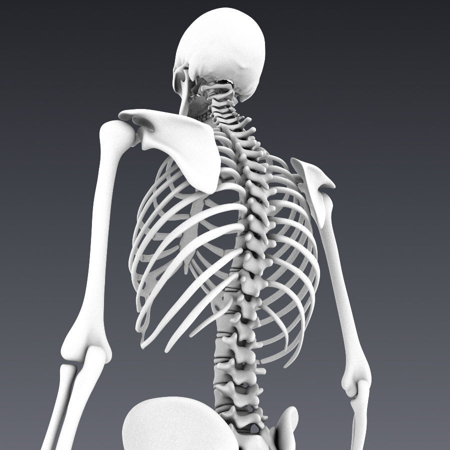 Human skeleton rigged Low-poly 3D model_23