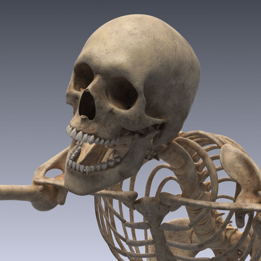 Human skeleton rigged Low-poly 3D model_1