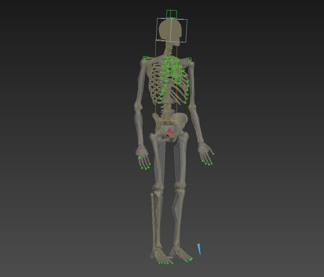 Human skeleton rigged Low-poly 3D model_30