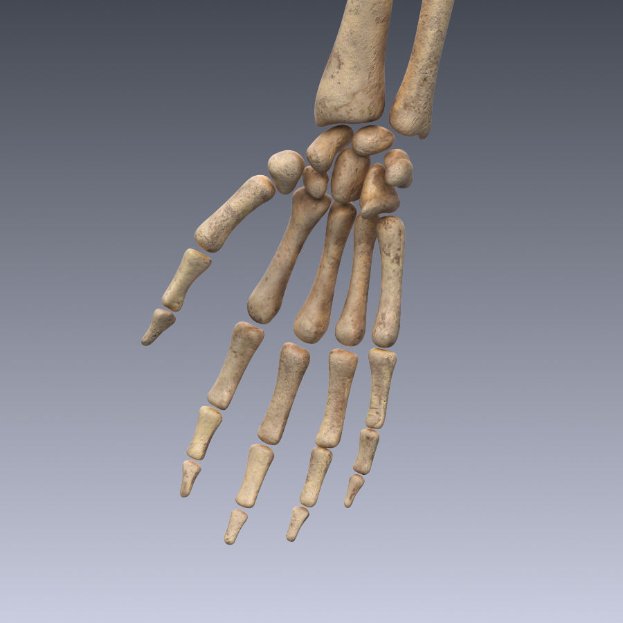 Human skeleton rigged Low-poly 3D model_4