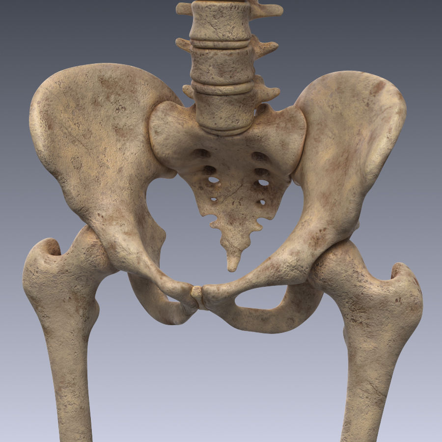 Human skeleton rigged Low-poly 3D model_10