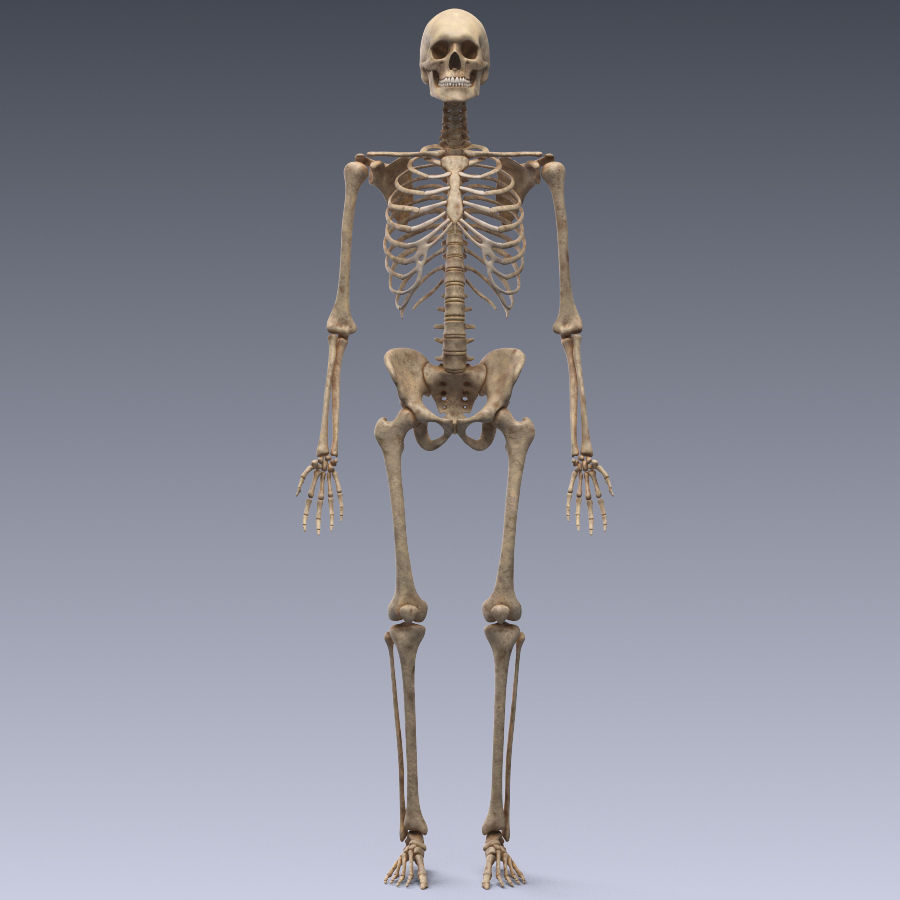 Human skeleton rigged Low-poly 3D model_6