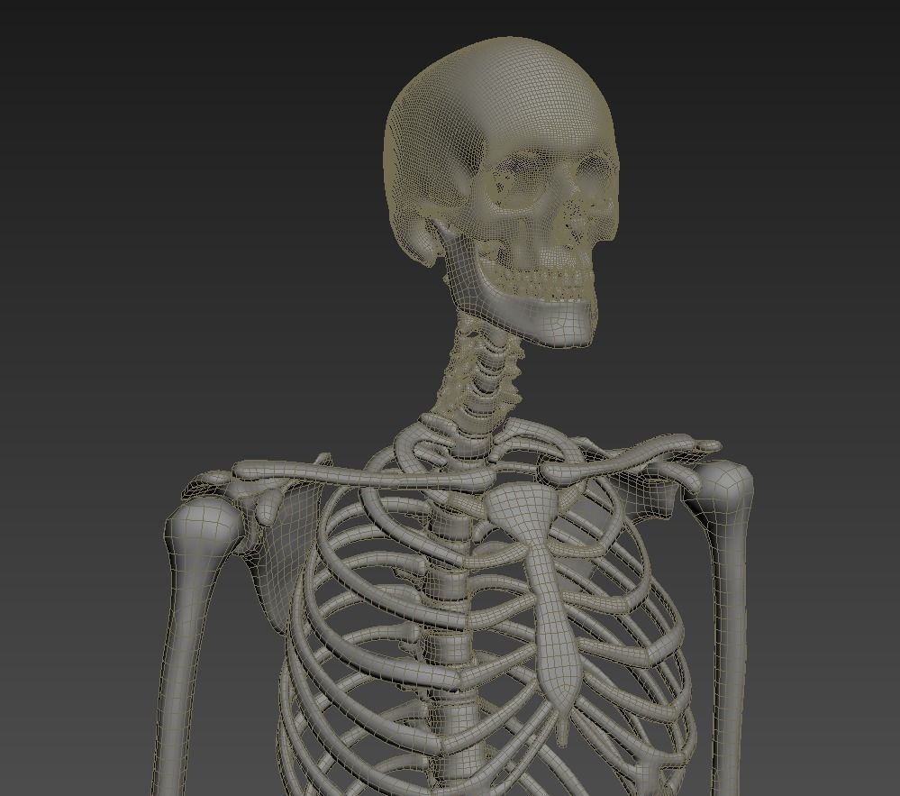Human skeleton rigged Low-poly 3D model_27