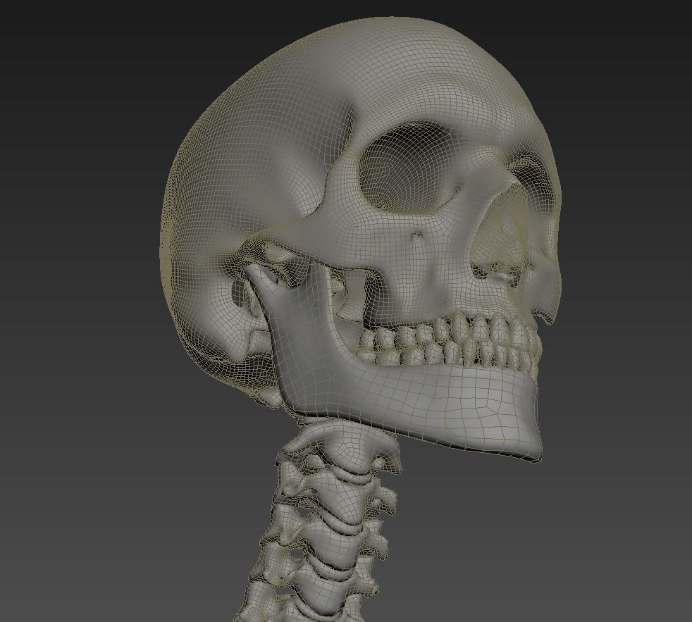 Human skeleton rigged Low-poly 3D model_32