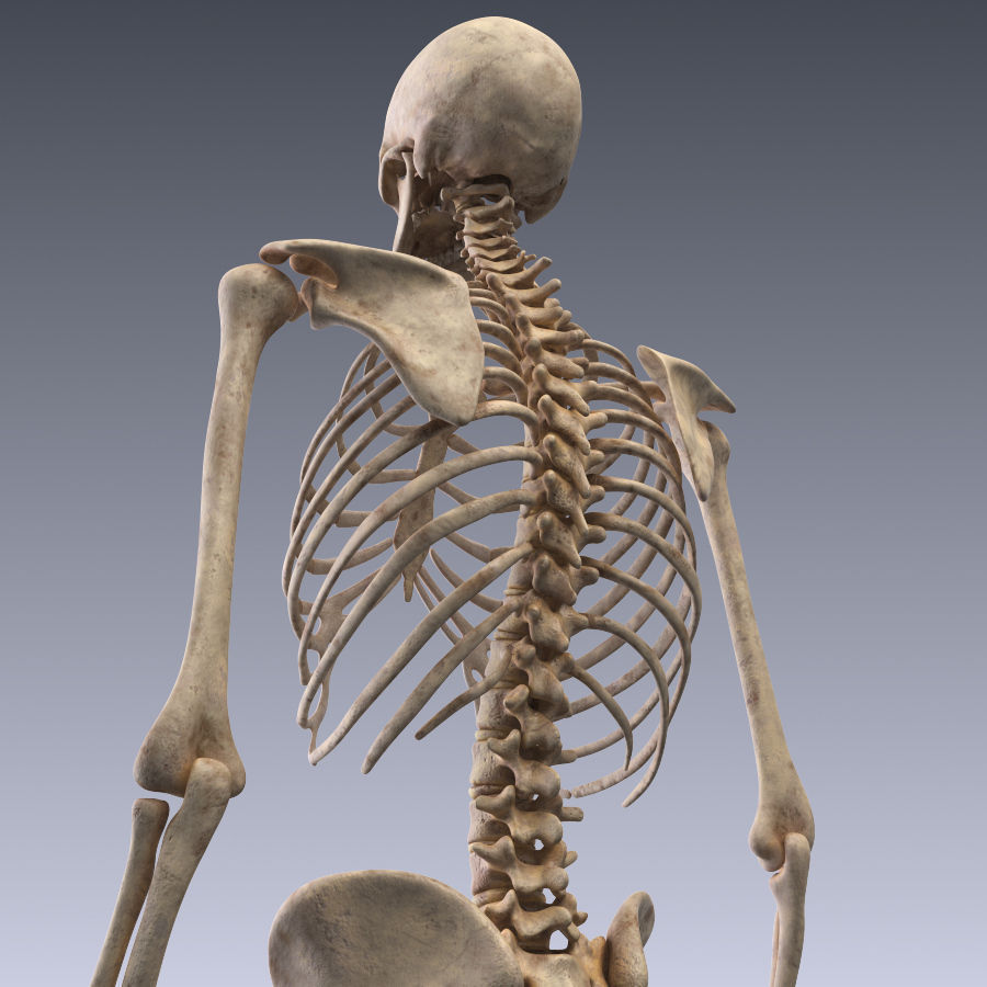 Human skeleton rigged Low-poly 3D model_11