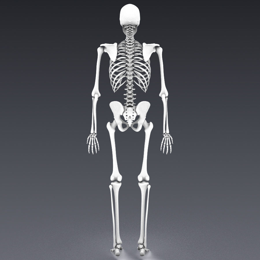 Human skeleton rigged Low-poly 3D model_22
