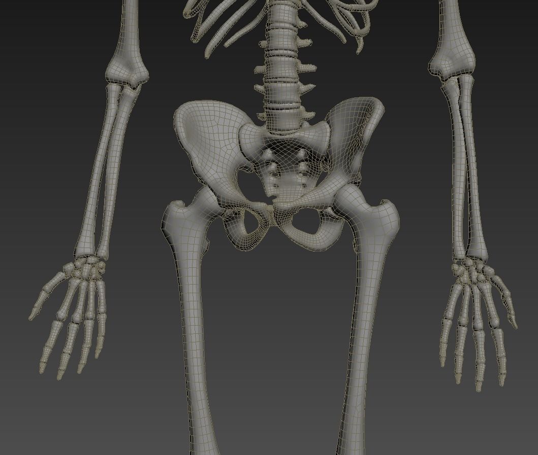 Human skeleton rigged Low-poly 3D model_24