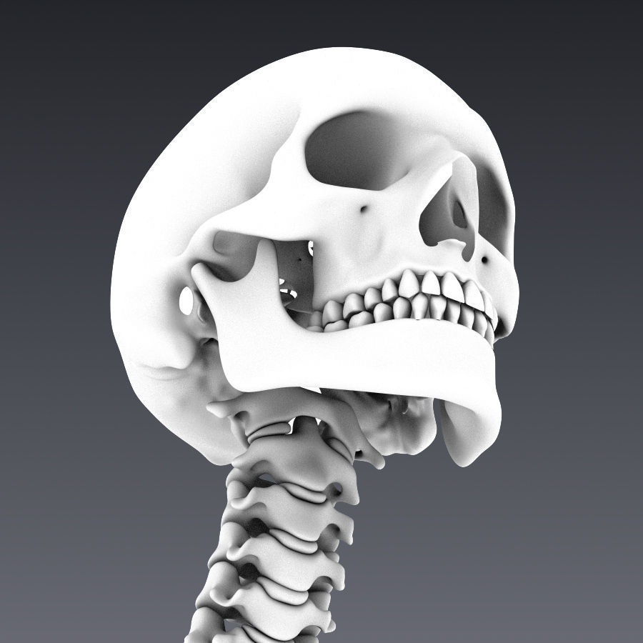 Human skeleton rigged Low-poly 3D model_20