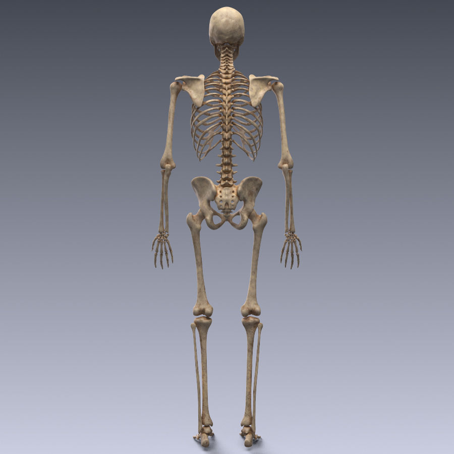 Human skeleton rigged Low-poly 3D model_8