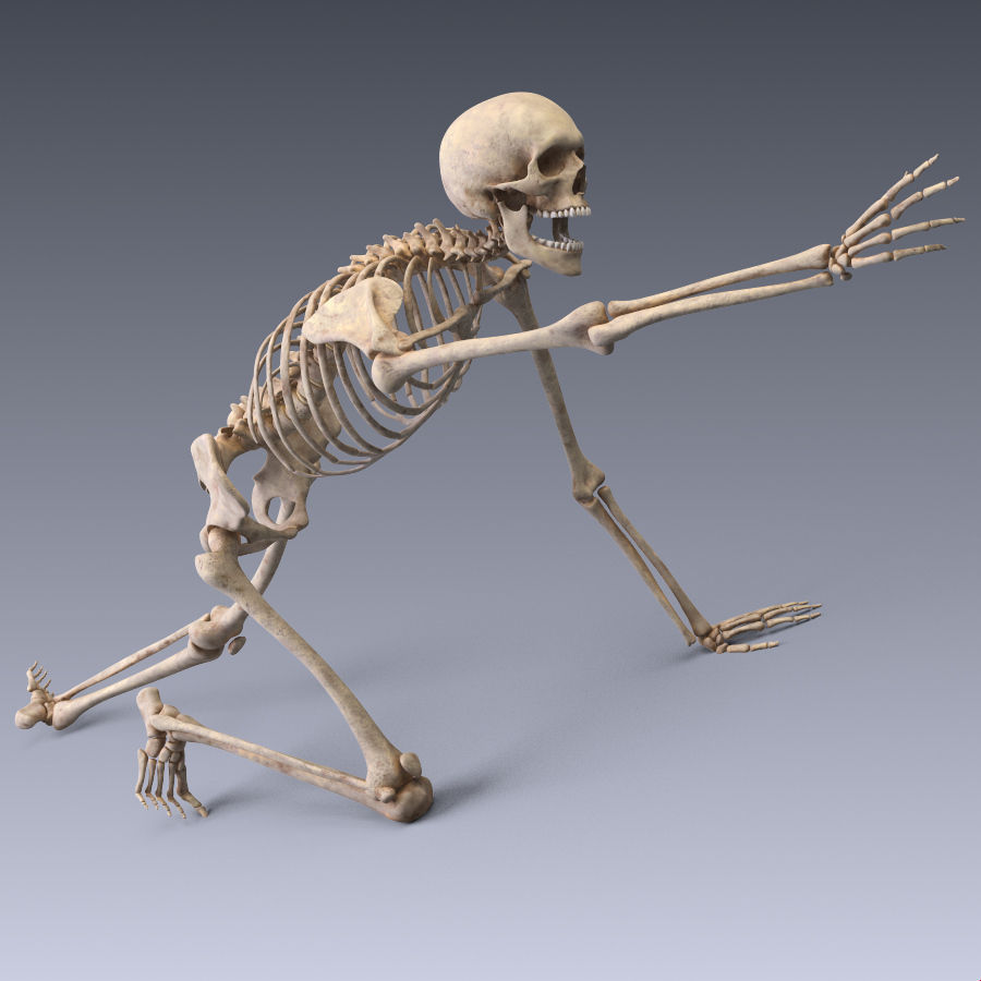 Human skeleton rigged Low-poly 3D model_2