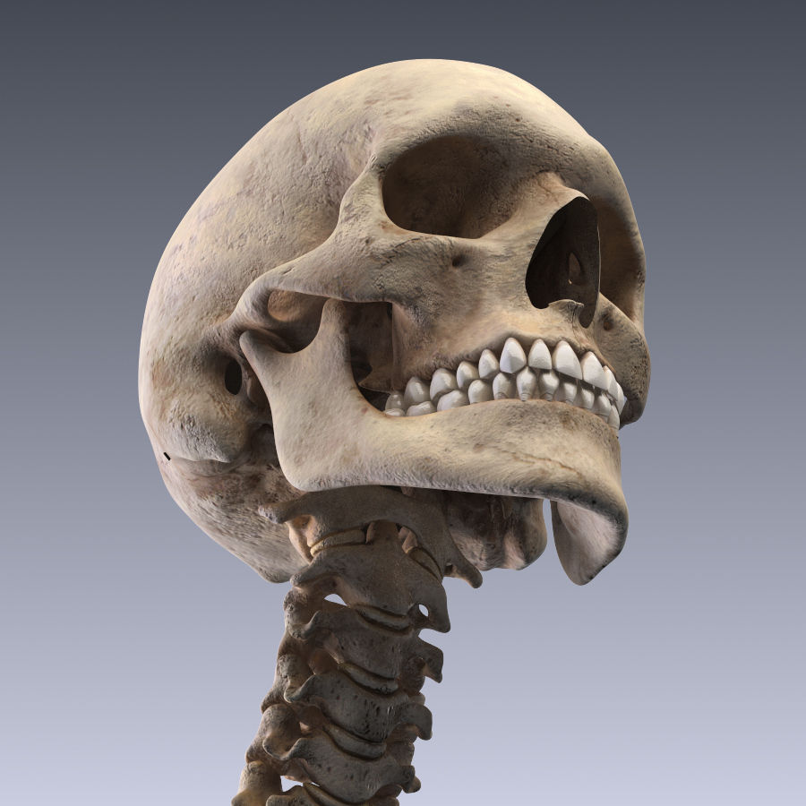 Human skeleton rigged Low-poly 3D model_9