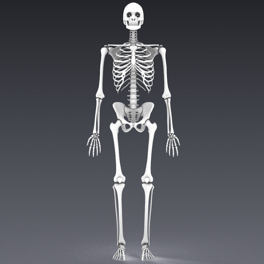 Human skeleton rigged Low-poly 3D model_14