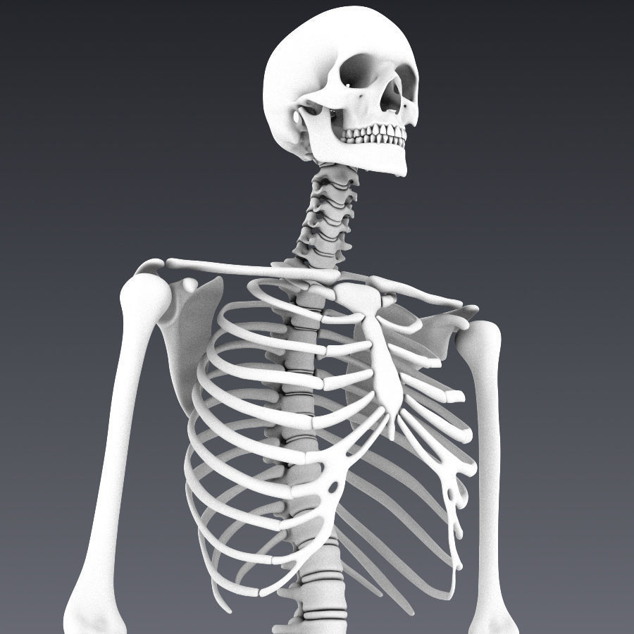 Human skeleton rigged Low-poly 3D model_12