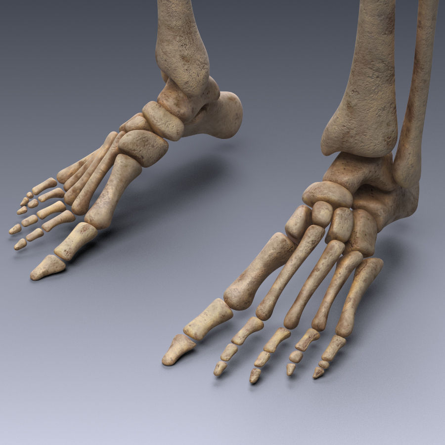 Human skeleton rigged Low-poly 3D model_5