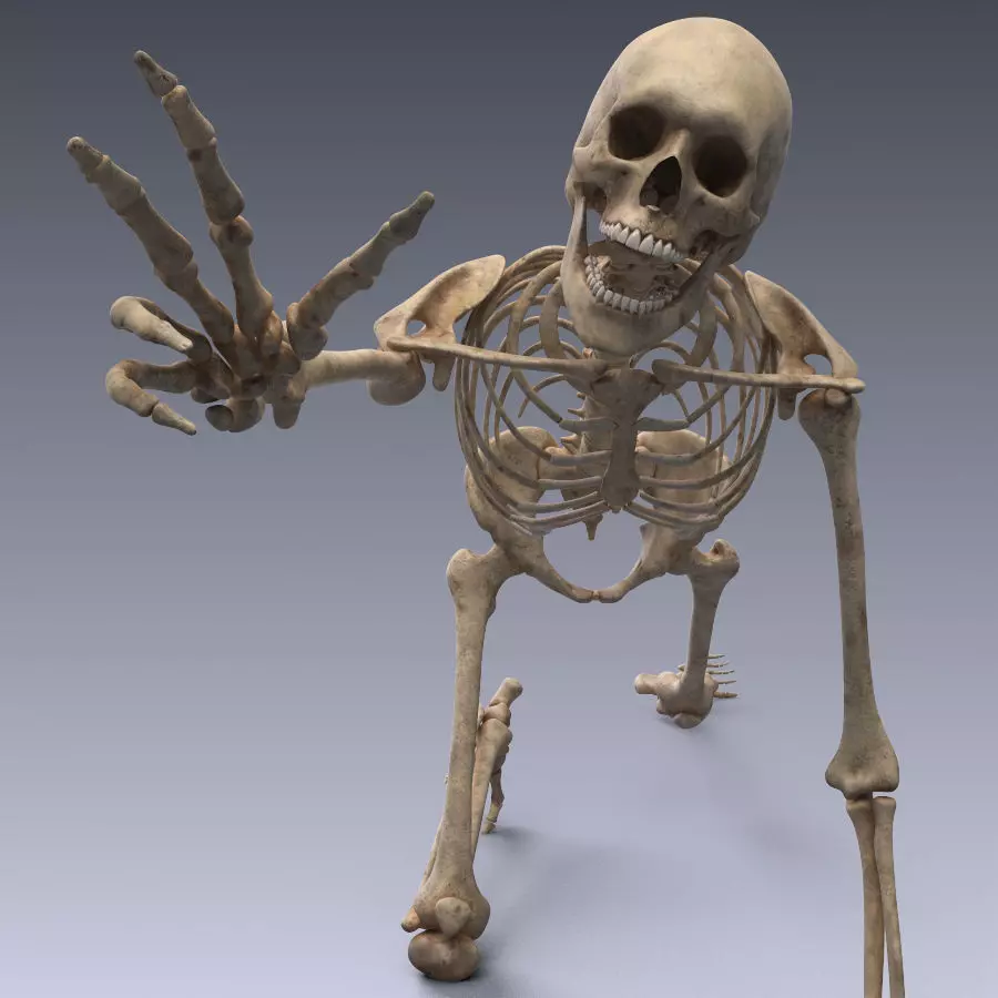Human skeleton rigged Low-poly 3D model_0