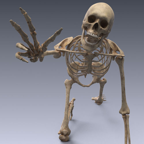 Human skeleton rigged Low-poly 3D model