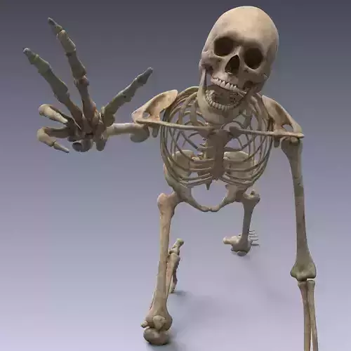 Human skeleton rigged Low-poly 3D model